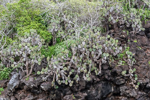 Opuntia galapageia (Galápagos prickly pear, tree prickly pear)