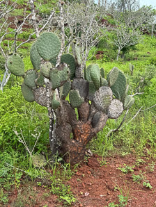 Opuntia galapageia (Galápagos prickly pear, tree prickly pear)