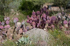 Opuntia santa-rita (Santa Rita purple prickly pear, Santa Rita pricklypear)