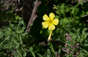 Oxalis pes-caprae (buttercup oxalis, Bermuda buttercup, African wood-sorrel, Bermuda sorrel, Cape sorrel, English weed, goat’s-foot, sourgrass)