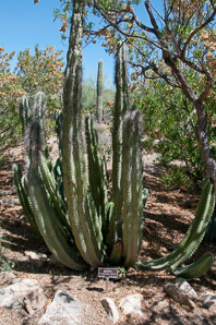 Pachycereus schottii (señita cactus, old man cactus, senita cactus)