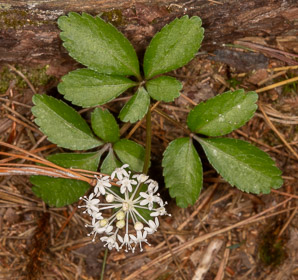 Panax trifolius (dwarf ginseng)