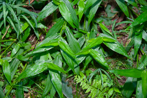 Panicum L. (panicgrass)