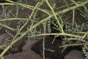 Parkinsonia florida (blue palo verde, blue paloverde, palo verde)