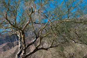 Parkinsonia microphylla (foothills Palo Verde, yellow paloverde)
