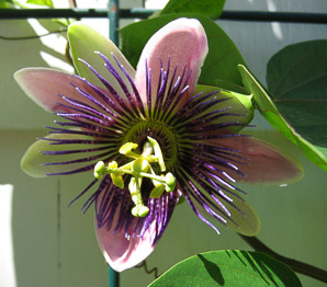 Passiflora incarnata (maypop, purple passion flower, purple passionflower)