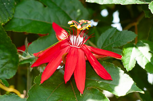 Passiflora vitifolia (crimson passion flower, grape-leaved passion fruit, perfumed passionflower, vine-leaf passion flower, passion flower, crimson passion vine)