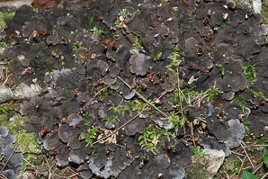 Peltigera membranacea (membranous dog-lichen, membraneous felt lichen)