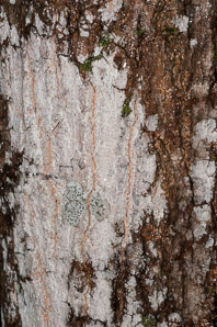 Phlyctis argena (whitewash lichen, blemished lichen)