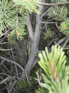 Pinus edulis (pinyon pine, two-needle pinyon, piñon, twoneedle piñon, twoneedle pinyon)