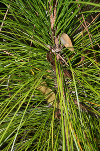 Pinus elliottii (slash pine, yellow slash pine, swamp pine)
