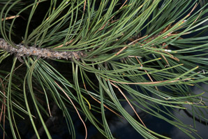 Pinus ponderosa (ponderosa pine, yellow pine, pino real, western yellow pine, bull pine, black jack pine, western red pine, western pitch pine)