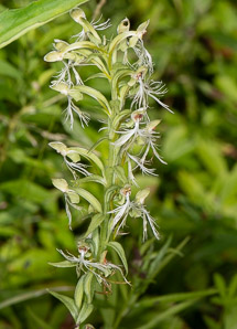 Platanthera lacera (green fringed orchid, ragged orchid, green fringed ochid)
