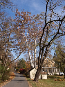 Platanus occidentalis (American sycamore, sycamore)