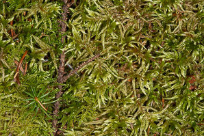 Pleurozium schreberi (Schreber’s moss, feather moss, red-stemmed feather moss, Schreber’s big red stem moss)
