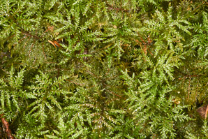 Pleurozium schreberi (Schreber’s moss, feather moss, red-stemmed feather moss, Schreber’s big red stem moss)