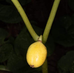 Podophyllum peltatum (mayapple, mandrake root, American mandrake, raccoon berry, wild lemon, Indian apple, duck’s foot, hog apple, umbrella plant, ground lemon)