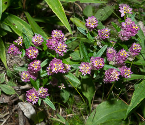 Polygala sanguinea (field milkwort, blood milkwort, purple milkwort)