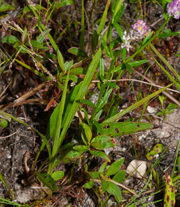 Polygala sanguinea (field milkwort, blood milkwort, purple milkwort)