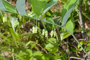 Polygonatum biflorum (smooth Solomon’s-seal, King Solomon’s-seal, great Solomon’s seal, smooth Solomon’s seal)