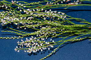 Polygonella articulata (sand jointweed, coastal jointweed)