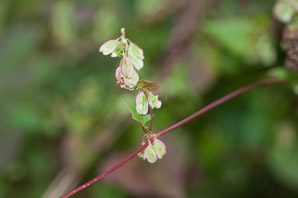 Polygonum convolvulus (black bindweed, wild buckwheat, false buckwheat)