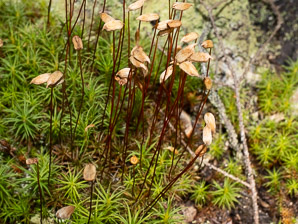 Polytrichum commune (common haircap moss, haircap moss, polytrichum moss)