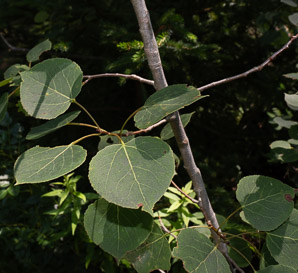 Populus tremuloides (quaking aspen, trembling aspen, American aspen, mountain aspen, golden aspen, trembling poplar, white poplar, popple)
