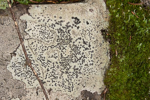 Porpidia albocaerulescens (smoky-eye boulder lichen, porpidia lichen)