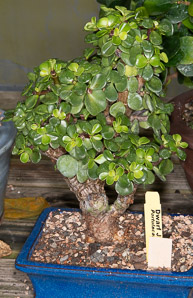Portulacaria afra (dwarf jade, elephant bush)