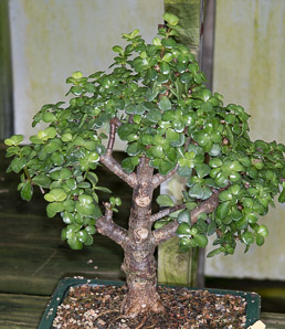 Portulacaria afra (dwarf jade, elephant bush)