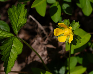 Potentilla norvegica (rough cinquefoil, Norwegian cinquefoil, ternate-leaved cinquefoil)