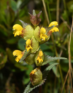 Rhinanthus minor (yellow rattle, little yellow rattle)