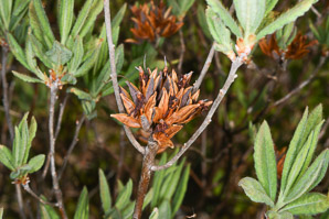 Rhododendron canadense (rhodora)