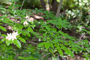 Rhododendron cumberlandense (Cumberland azalea, Cumberland rhododendron)
