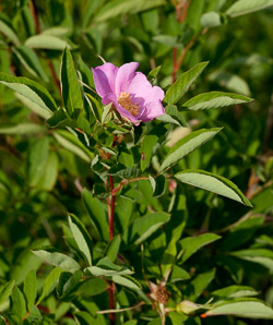 Rosa carolina (pasture rose, wild rose, Carolina rose, low rose)