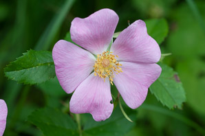 Rosa carolina (pasture rose, wild rose, Carolina rose, low rose)