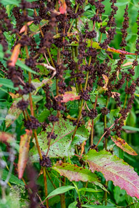 Rumex obtusifolius (bitter dock, broad-leaved dock)