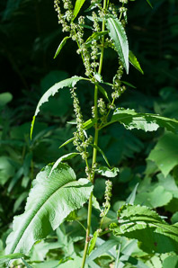 Rumex obtusifolius (bitter dock, broad-leaved dock)