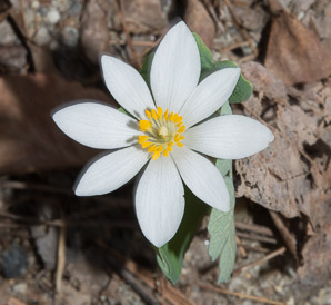 Sanguinaria canadensis (bloodroot)