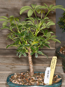 Schefflera arboricola (umbrella tree, dwarf umbrella tree)