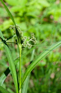 Scirpus atrovirens (green bulrush, dark-green bulrush, dark-green bullrush)
