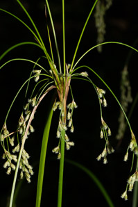 Scirpus cyperinus (brown woolly sedge, cottongrass bulrush, woolgrass, wool grass, common woolsedge)