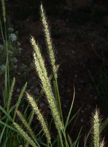 Setaria verticillata (hooked bristlegrass, rough bristle-grass, bristly foxtail)