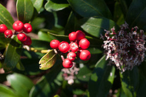 Skimmia japonica (Japanese skimmia)