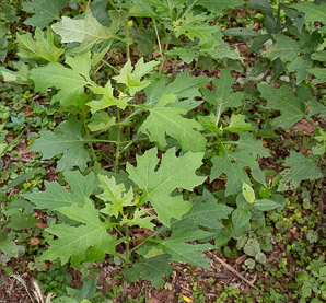 Smallanthus uvedalius (yellow-flowered leafcup, hairy leafcup, bear’s foot)