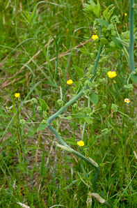 Smilax herbacea (smooth carrion flower, carrion vine, herbaceous carrion flower, smooth herbaceous greenbrier, smooth carrionflower)