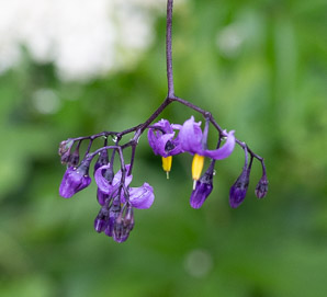 Solanum dulcamara (bittersweet, bittersweet nightshade, blue bindweed, climbing nightshade)