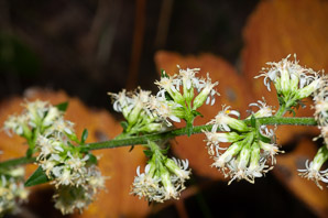 Solidago bicolor (silverrod, white goldenrod)
