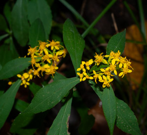 Solidago caesia (wreath goldenrod, blue-stemmed goldenrod, early goldenrod)